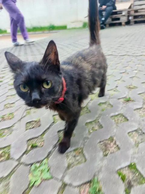 Meow